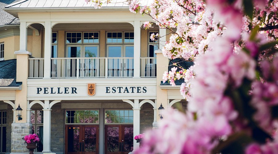 Front view of Peller Estates Winery with pink blossoms in foreground, Niagara-on-the-Lake